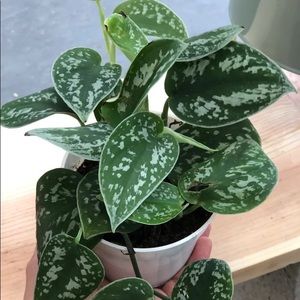Satin Pothos 3 cuttings House Plant Cuttings